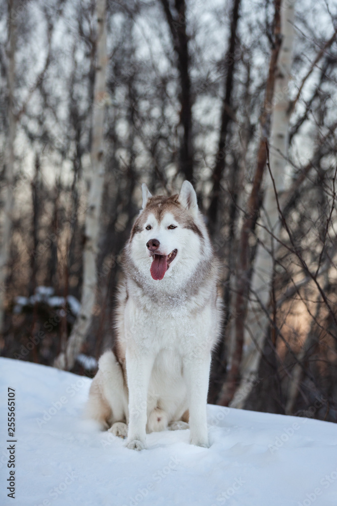 Gorgeous, adorable and free Siberian Husky dog sitting on the snow path in the winter forest at sunset.