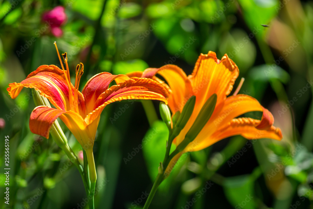 Fototapeta premium Orange orchids in the garden.