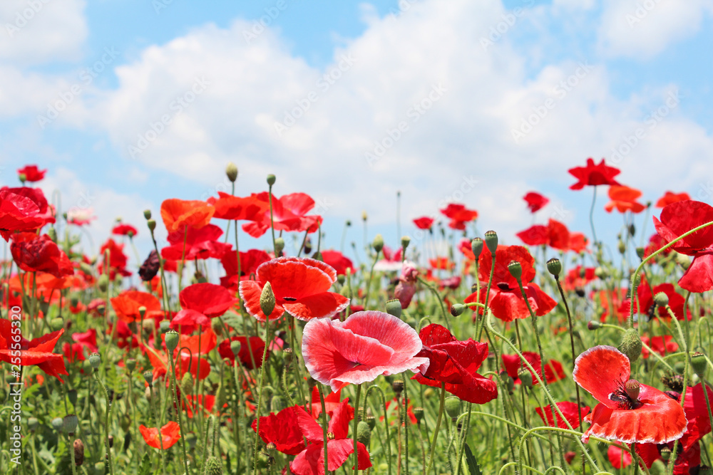 Obraz premium Pole makowe i czerwony most