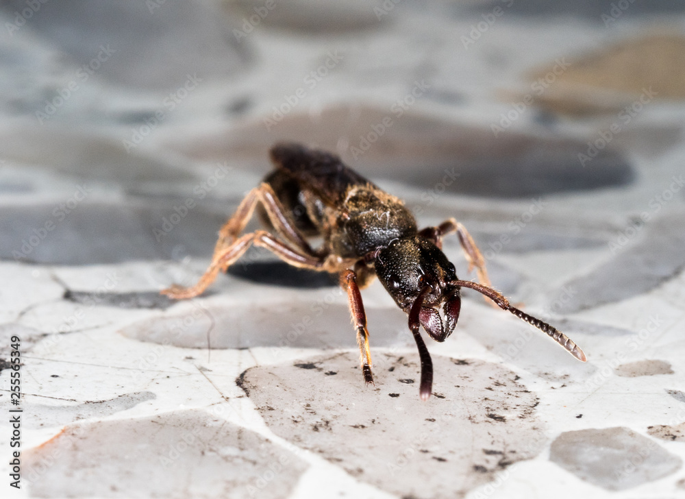 Fototapeta premium queen ant on mamade floor in city looking area to make colony