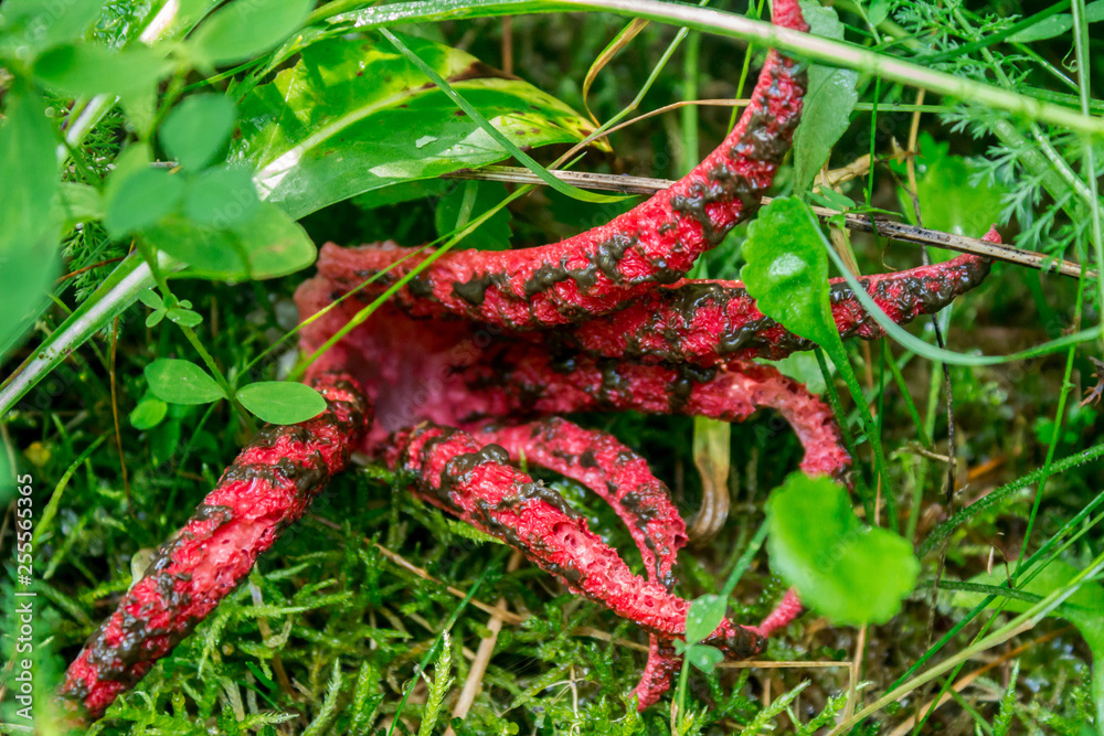 Anthurus Archera is a species of fungi of the genus Residor Anthurus Archera is a species of fungi of the genus Residor