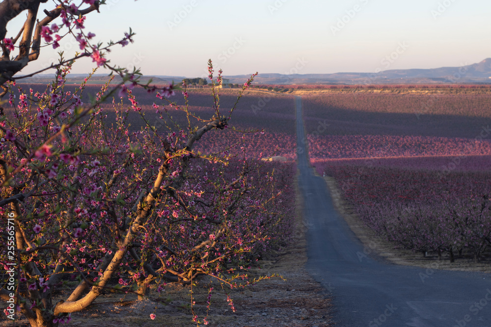 carretera del amanecer florecido