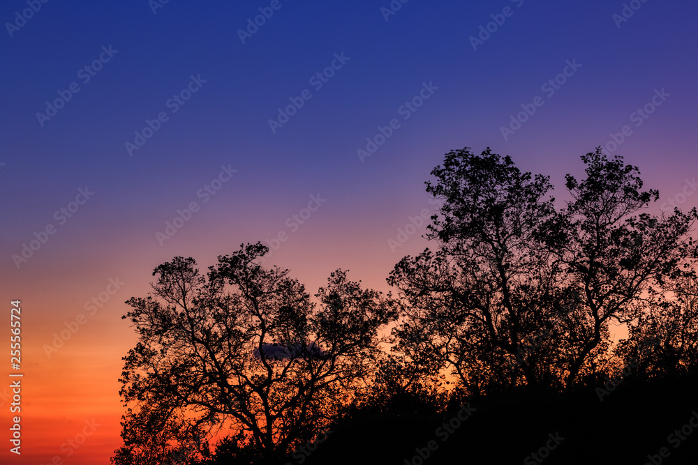 Silhouette mangrove tree Silhouette mangrove tree