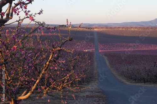 Obraz na płótnie carretera del amanecer florecido w salonie