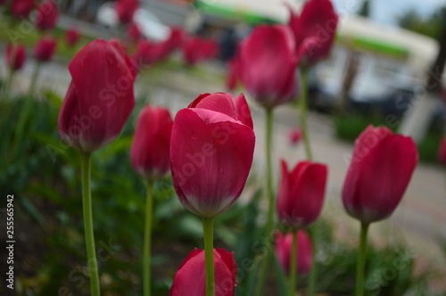 red tulips in garden