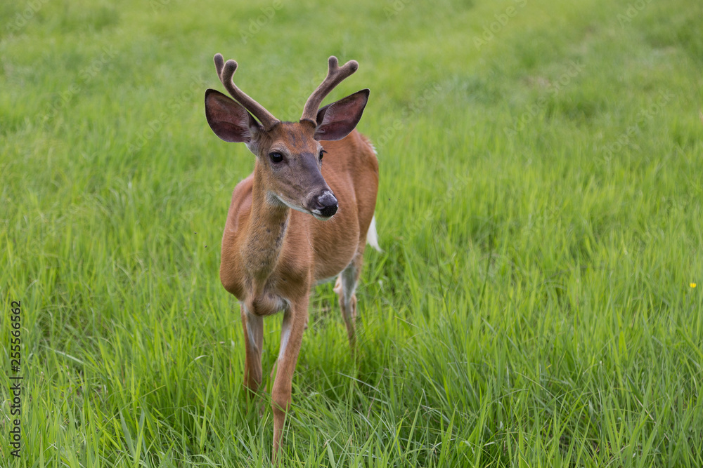 Close frontal view of beautiful young male red deer with short antlers standing in high grass looking to the left Close frontal view of beautiful young male red deer with short antlers standing in high grass looking to the left