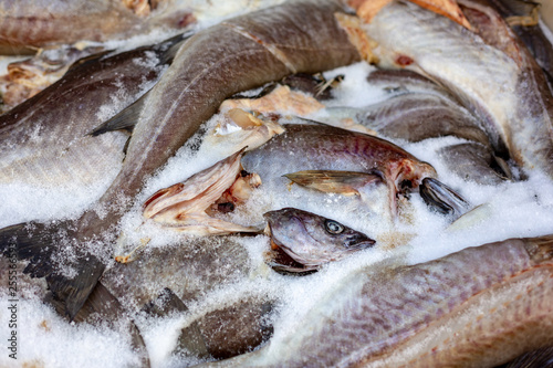 Norwegian traditional stockfish (codfish). Lofoten Islands, Norway, Scandinavia photo