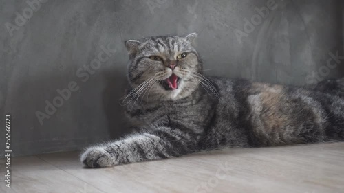 cute cat heavy breathing or gasp from hot temperature