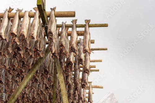 Norwegian traditional stockfish (codfish) drying on wooden racks near Sakrisoy village, Lofoten Islands, Norway, Scandinavia