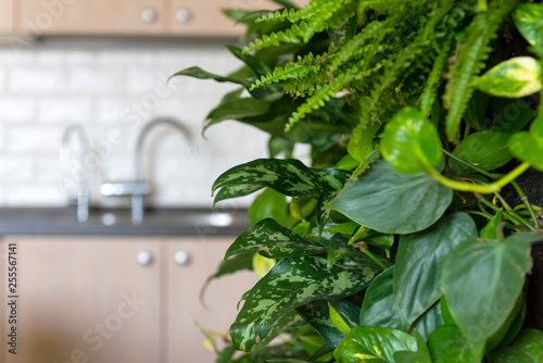 Fotografie Vertical garden in modern home interior, green plant wall inside house or flat
