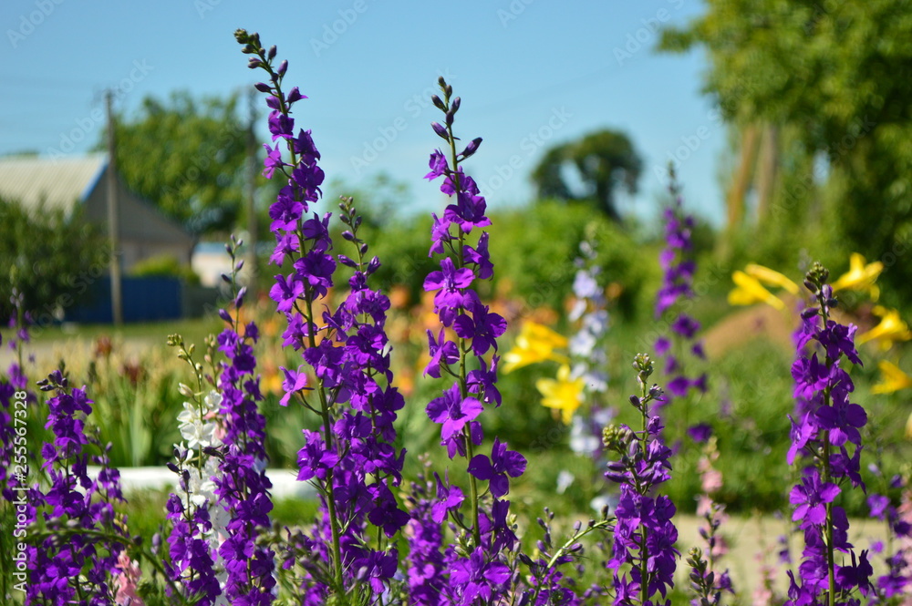 Obraz premium field of lavender flowers