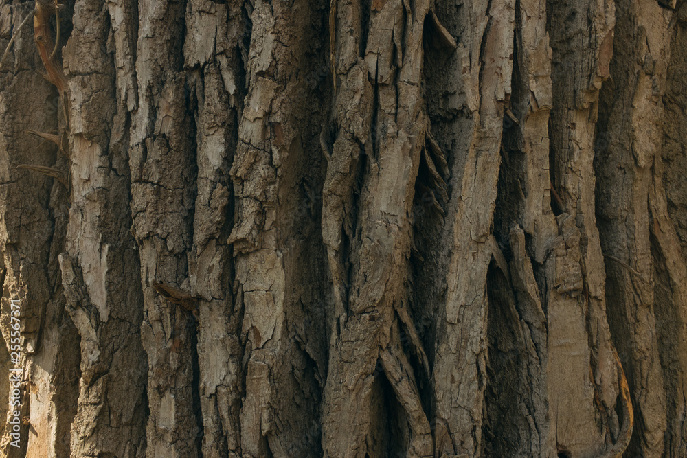 bark of a cottonwood tree