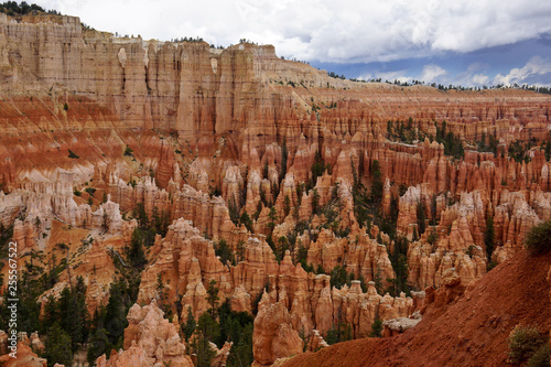 stone pillars and conifers in Bryce canyon