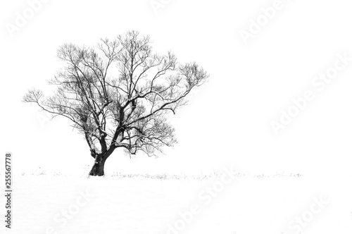 tree