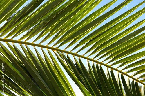 Palm leaf close up