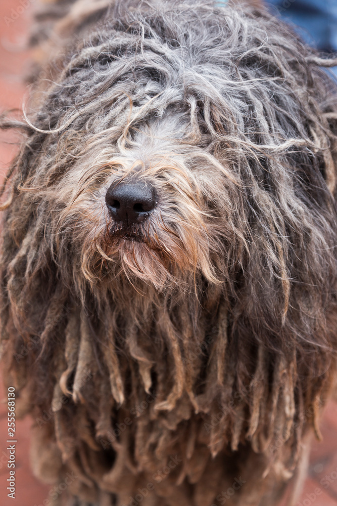 Closeup of gray and cream puli with hairy dreadlocks covering its eyes looking up 