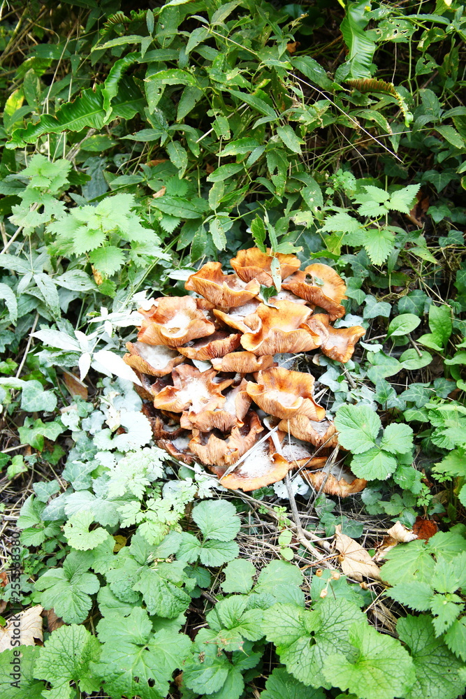 forest, nature, mushroom, fungus, autumn, background, closeup, plant, green, wild, season, food, natural, fungi, ground, grass, moss, beautiful, summer, macro, group, organic, fresh, edible, healthy, 