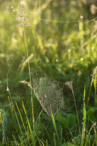 Plants with web