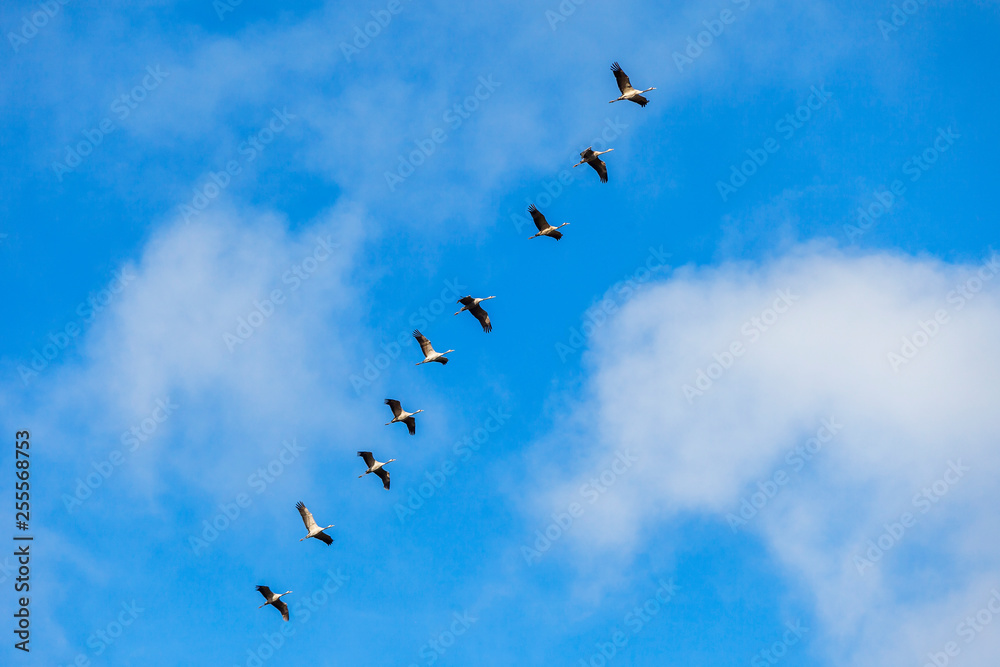 Flock with cranes at the blue sky