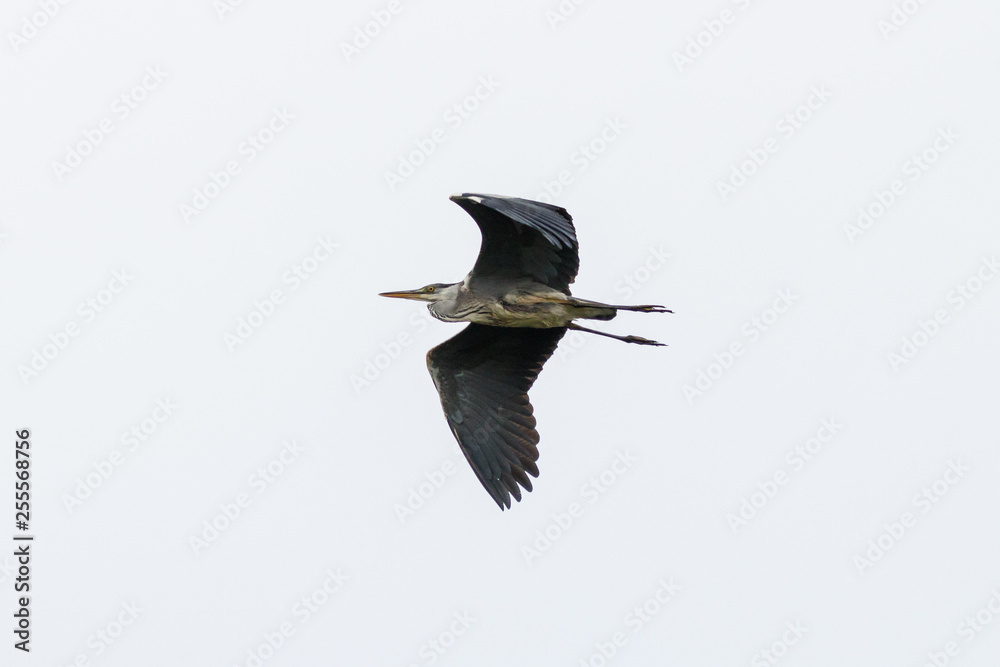 Obraz premium Graureiher