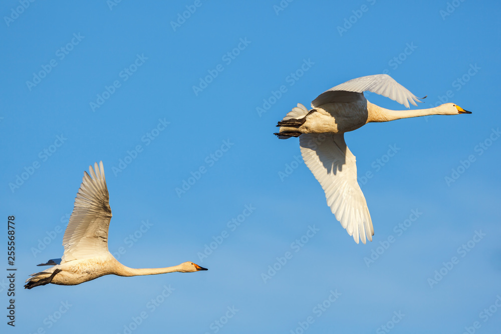 Obraz premium Whooper swans flying at a blue sky