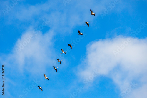 Flock with cranes at the blue sky
