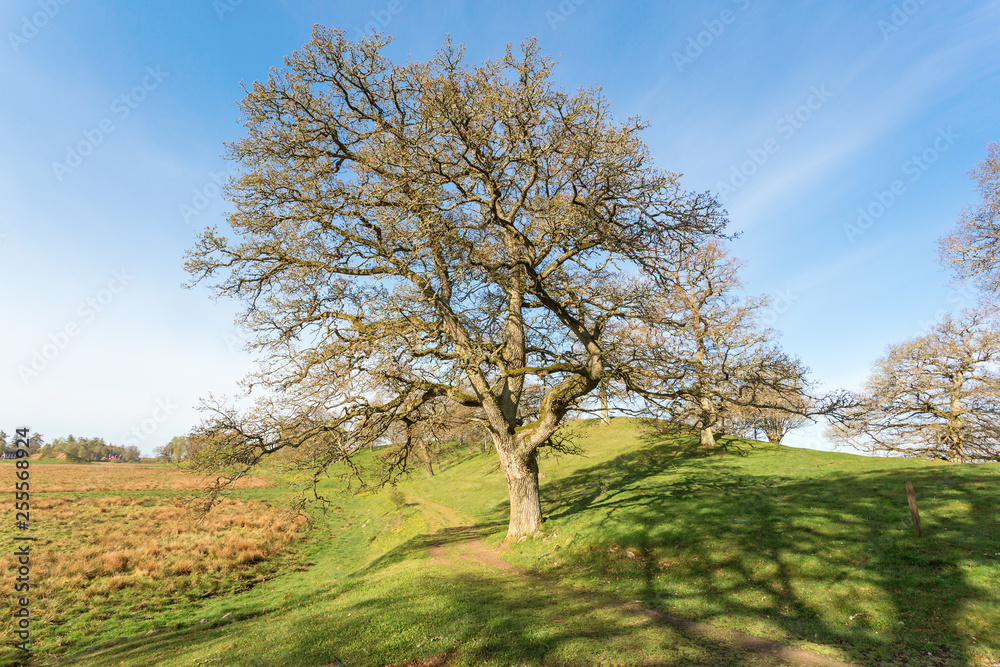 Fototapeta premium Oak tree by a path in a pasture