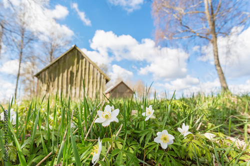 Closeup of flowering Anemone nemorosa in the spring