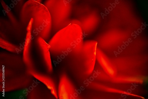red rose petals