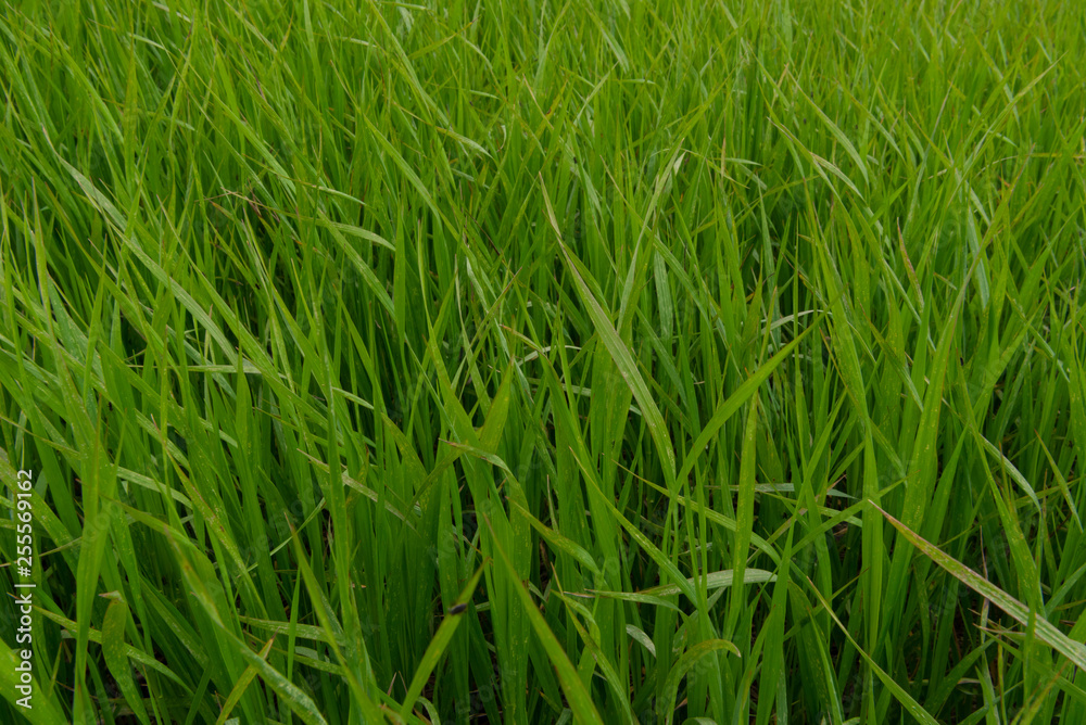 Blades of Grass in Thick Field Blades of Grass in Thick Field