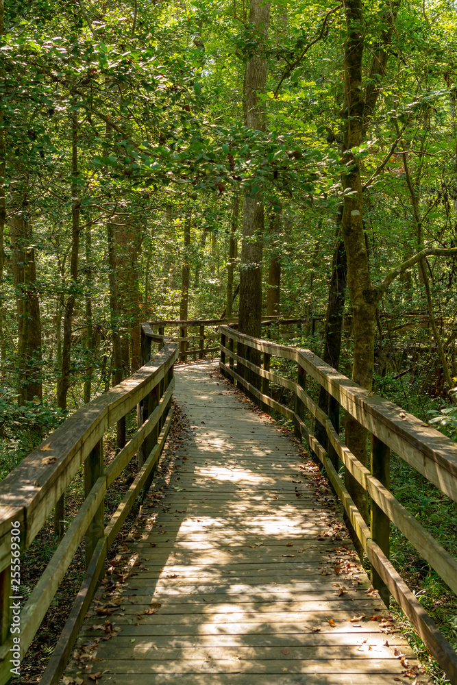 Boardwalk Trail Through Congaree Forest Boardwalk Trail Through Congaree Forest
