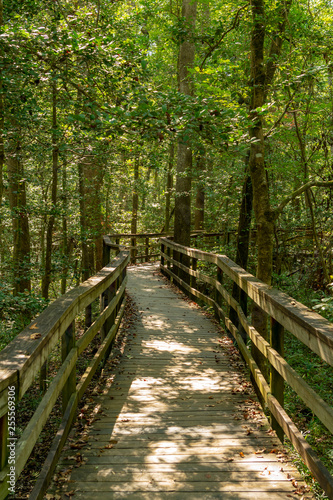 Boardwalk Trail Through Congaree Forest