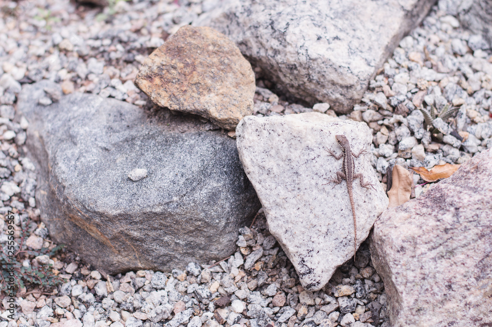 Small lizard sitting on a stone in a park or garden Small lizard sitting on a stone in a park or garden