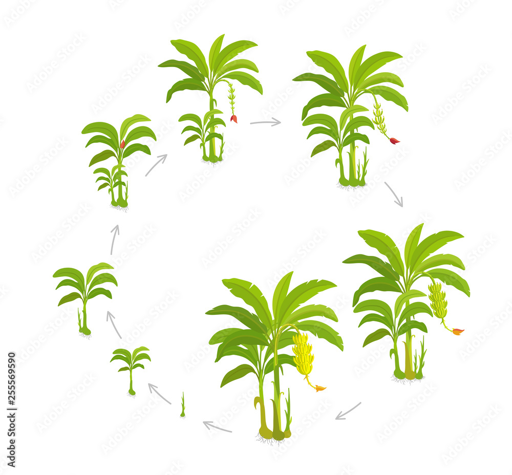 Crop cycle for banana tree. Crop stages bananas palm. Circular growing plants. Round harvest growth biology. Musa vector Illustration.