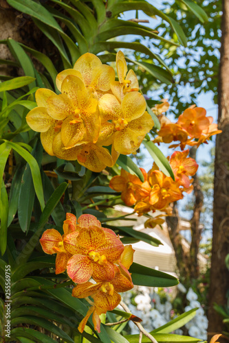 Orange orchid, Vanda denisoniana flower. photo