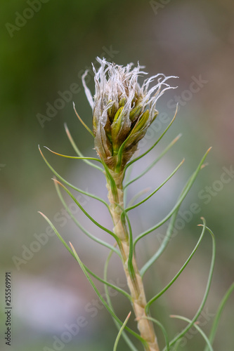 stem thistle in the field