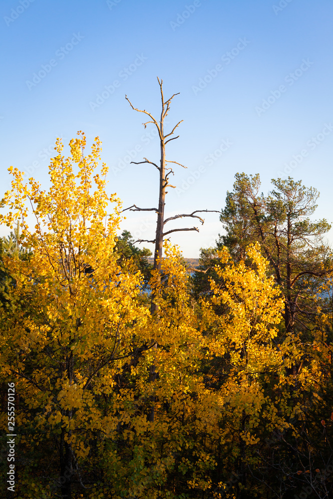 Fototapeta premium Autumn colors in tree foliage and blue sky