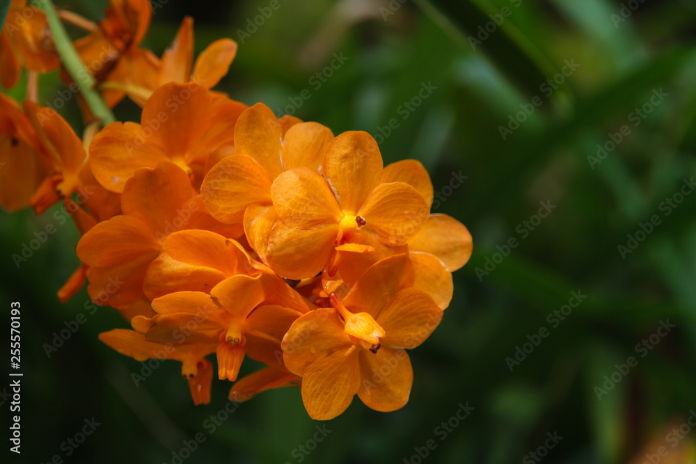 Orange Phalaenopsis Orchid Blossoms. Orange Phalaenopsis Orchid Blossoms.