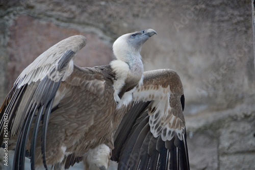 The rise of birds of prey