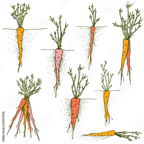 Vector carrots Hand drawn clip art set of colorful vegetables and roots