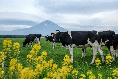 Cow  in the foot of Mount Fuji at Asagiri Kogen, Japan.