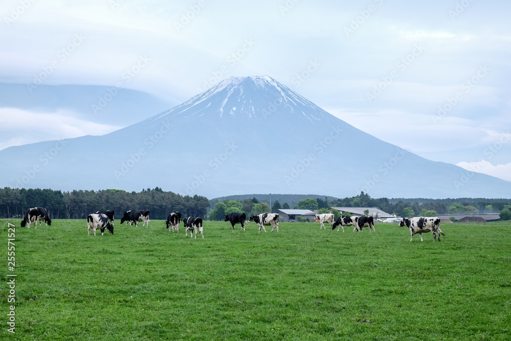 Cow Farm in Mount Fuji at Asagiri Kogen, Japan. Cow Farm in Mount Fuji at Asagiri Kogen, Japan.