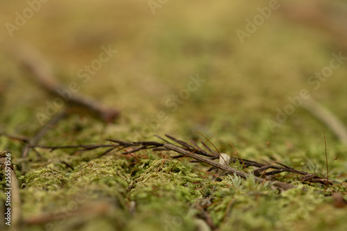 moss bark green element