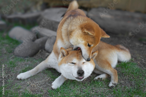 Plakat w ramie ギャフンな柴犬
