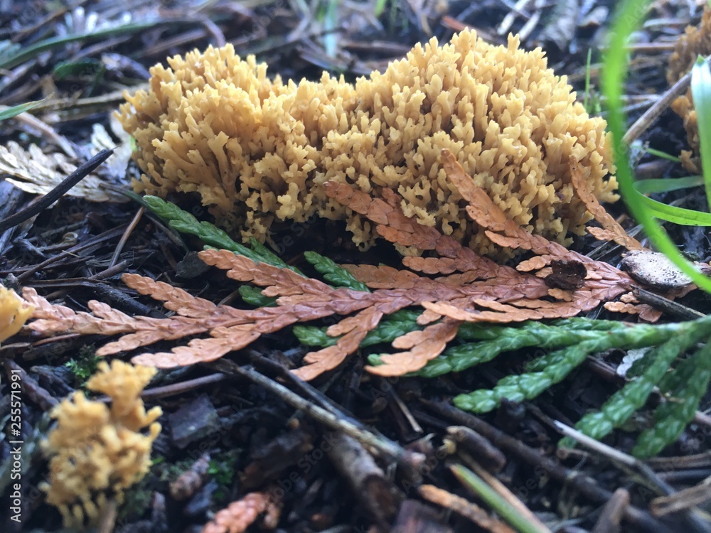 Coral Fungi Coral Fungi