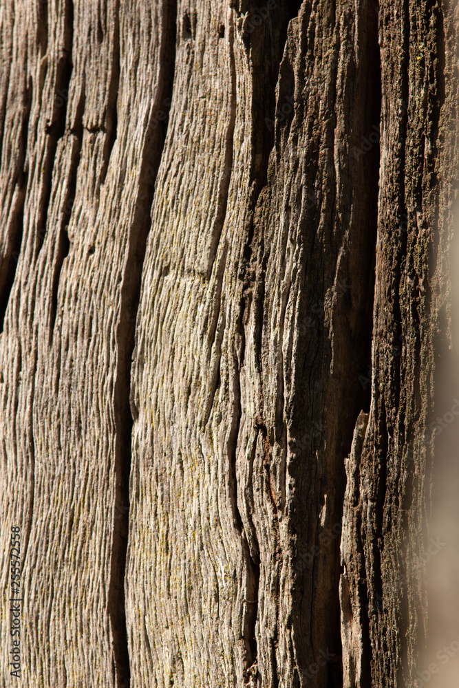 Obraz premium texture old tree