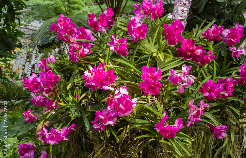 Obraz premium Pink Phalaenopsis Orchid Blossoms.