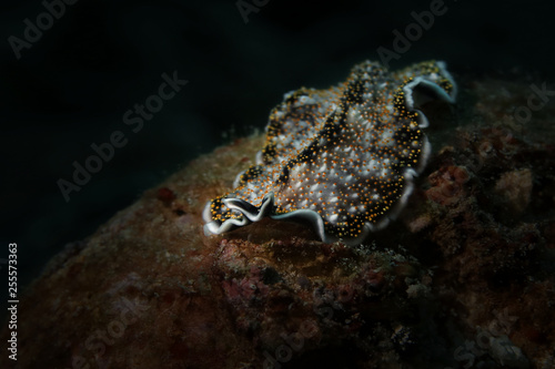 Spangled flatworm  Acanthozoon  sp.    Picture was teken in Ambon  Indonesia