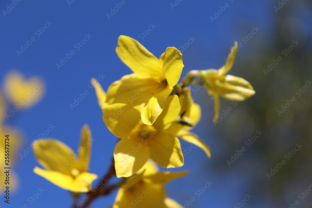 GENETS EN FLEURS JAUNES - ARBUSTE AU PRINTEMPS GENETS EN FLEURS JAUNES - ARBUSTE AU PRINTEMPS