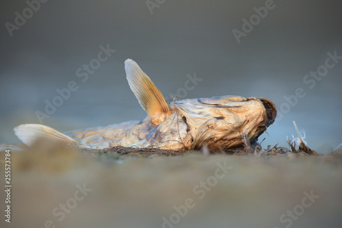 Dead Common carp